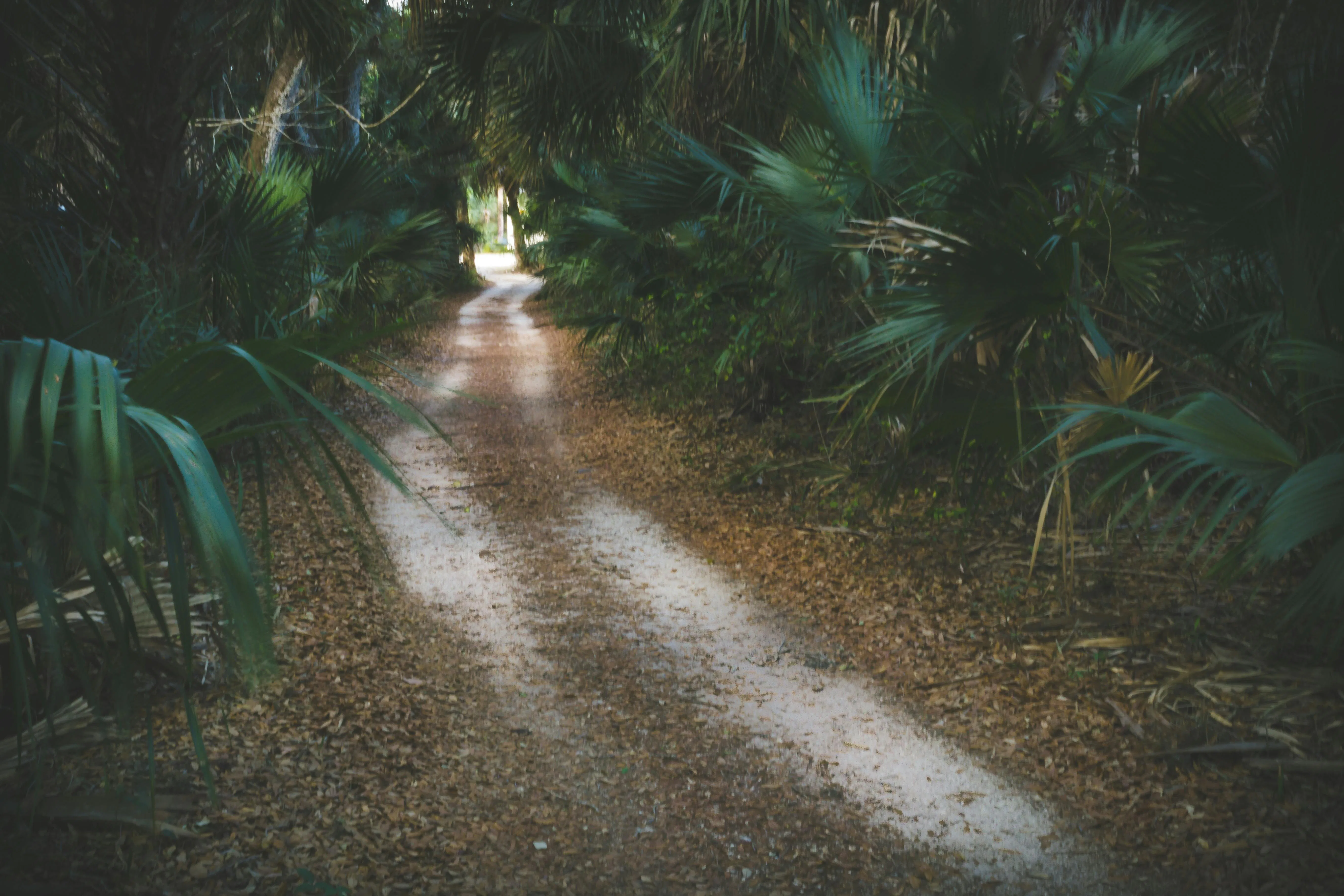 There are great hiking trails in Zephyrhills.